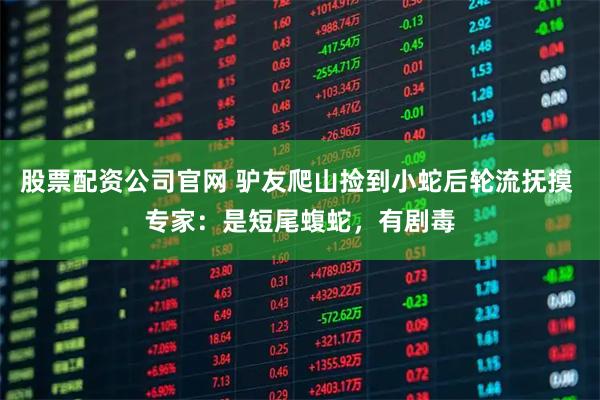 股票配资公司官网 驴友爬山捡到小蛇后轮流抚摸 专家：是短尾蝮蛇，有剧毒